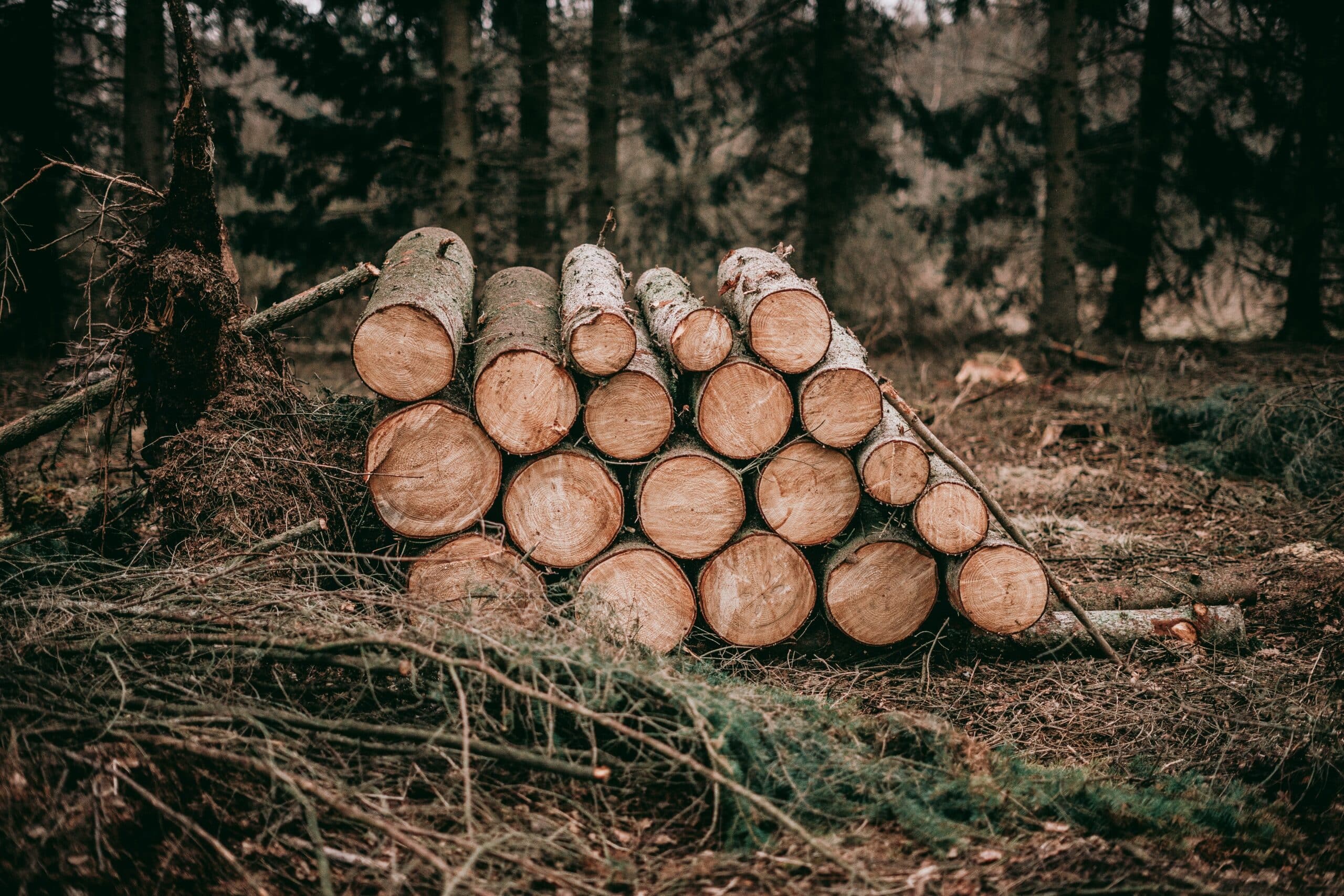 pile de bois