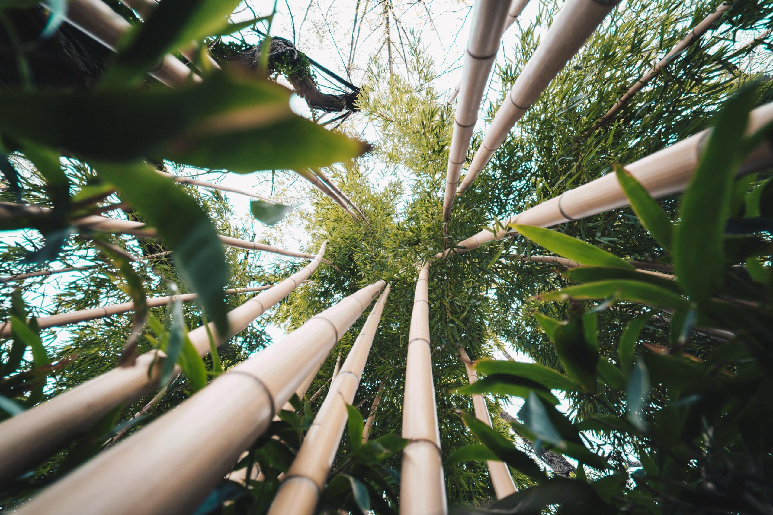 Plantation du bambou
