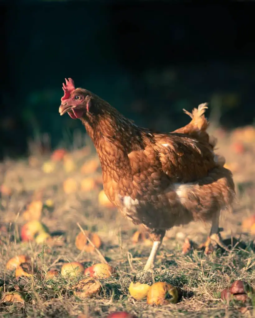 Une poule dans un système de permaculture