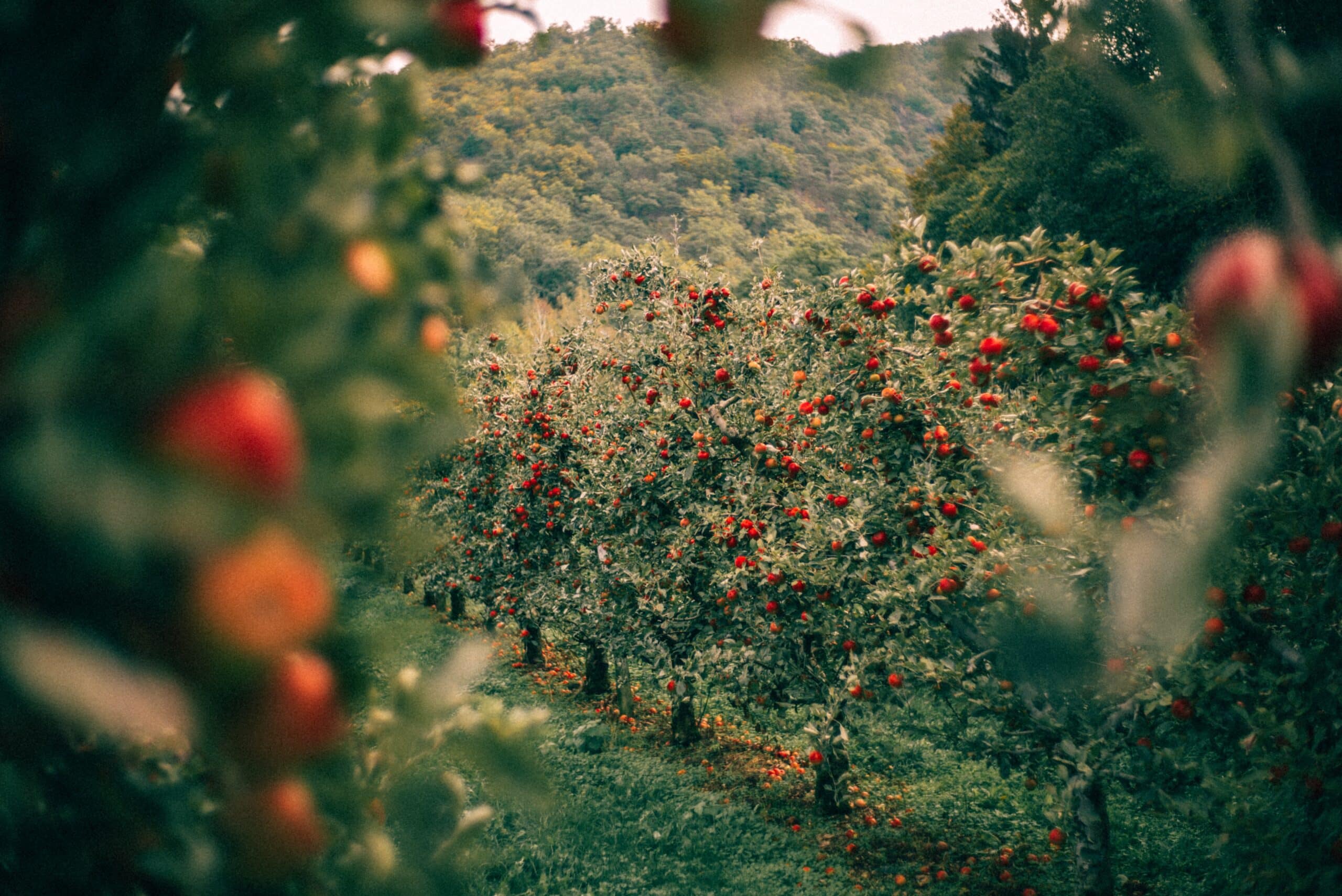 un verger de pommiers à cidre