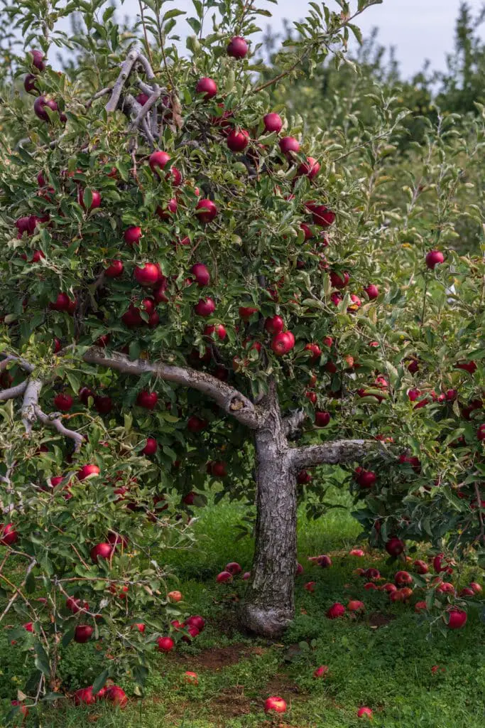 un pommier à cidre croulant sous les fruits