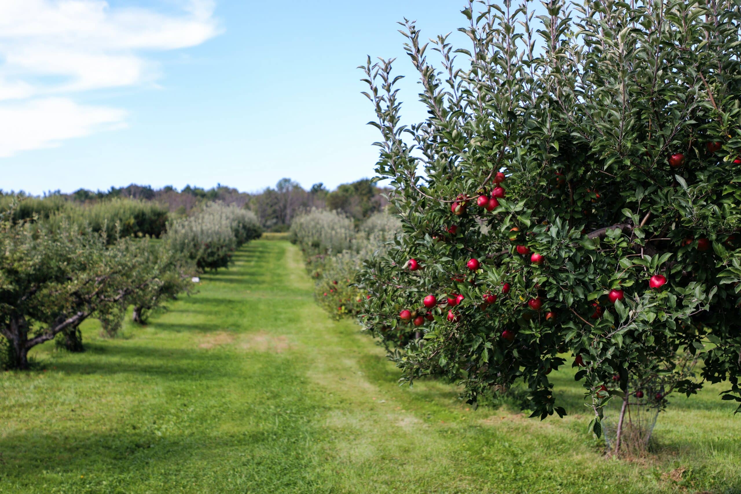 Un verger en permaculture