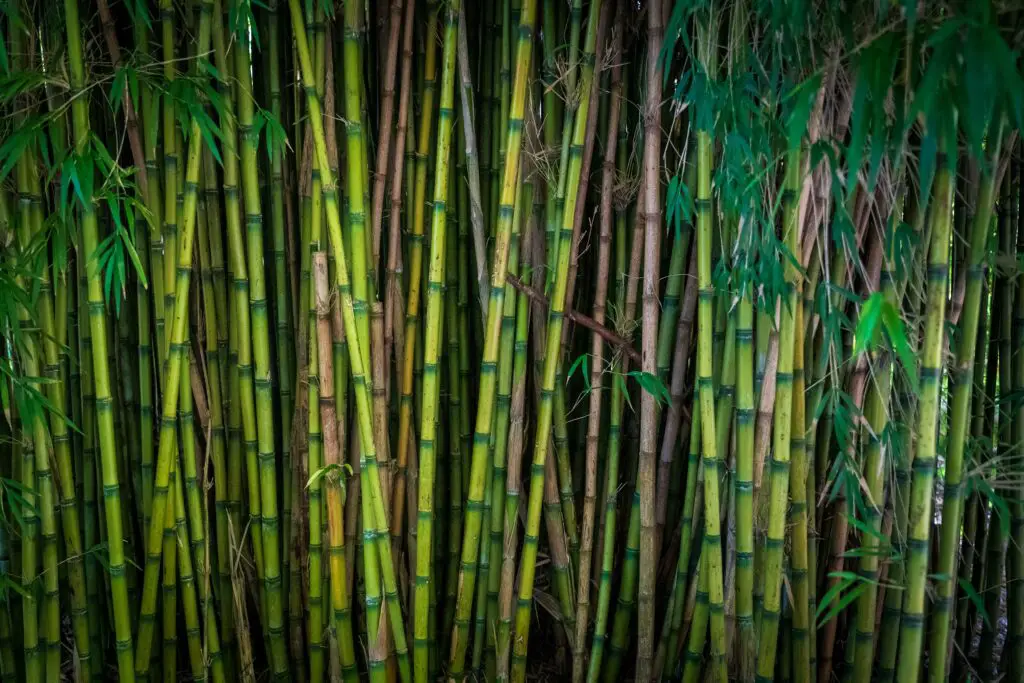 Une haie brise-vue de bambou