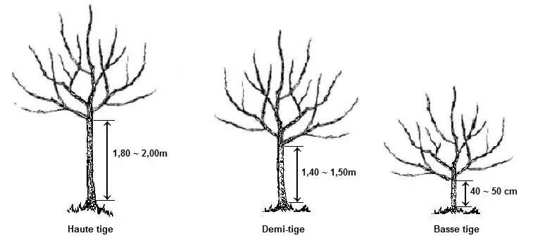 Les différentes hauteurs d'arbres du verger