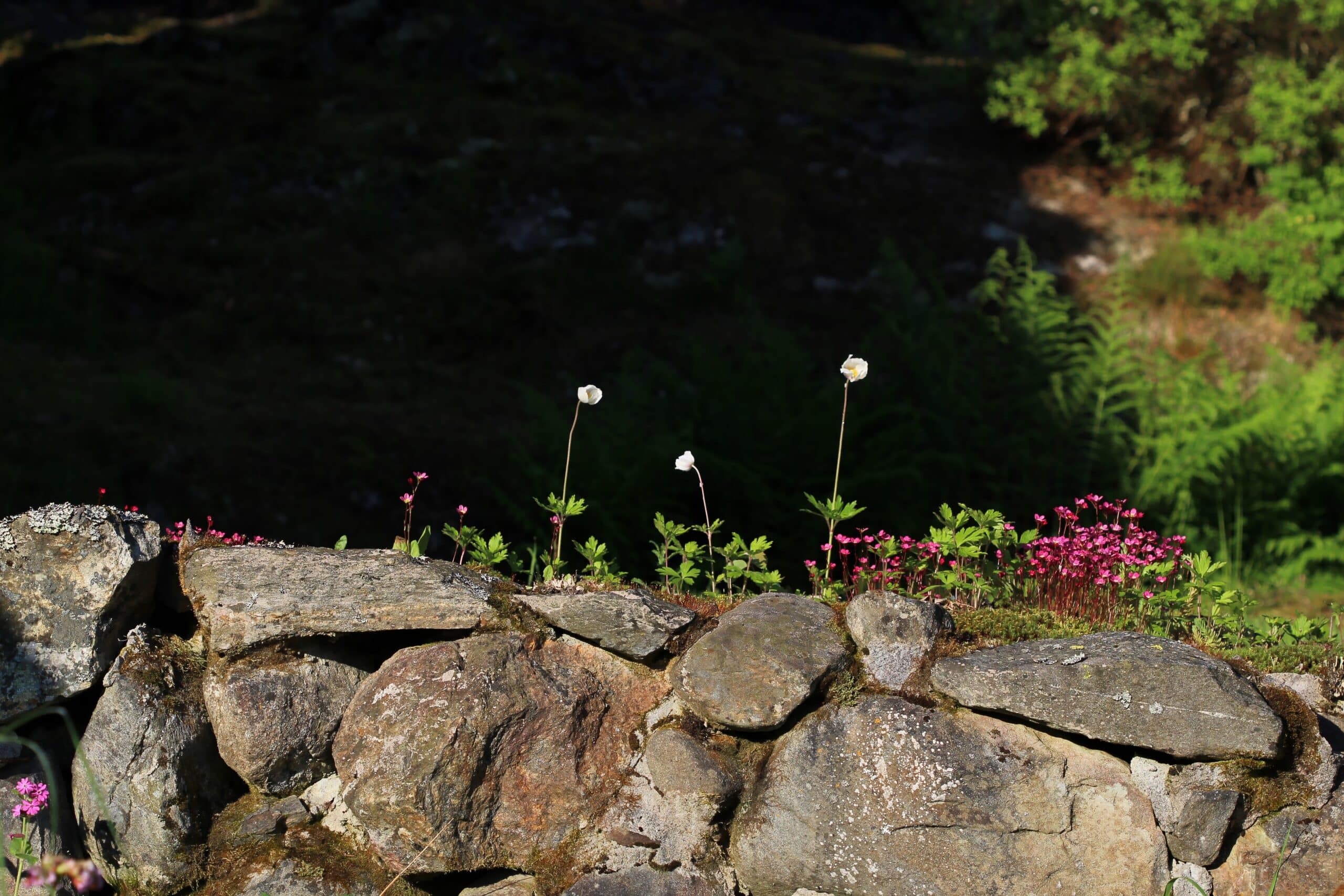 Un muret de jardin