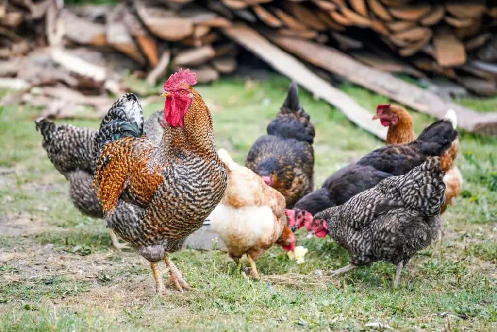 des poules et un coq dans la basse cour