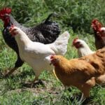 Des poules se dirigeant vers une mangeoire à poule anti nuisible