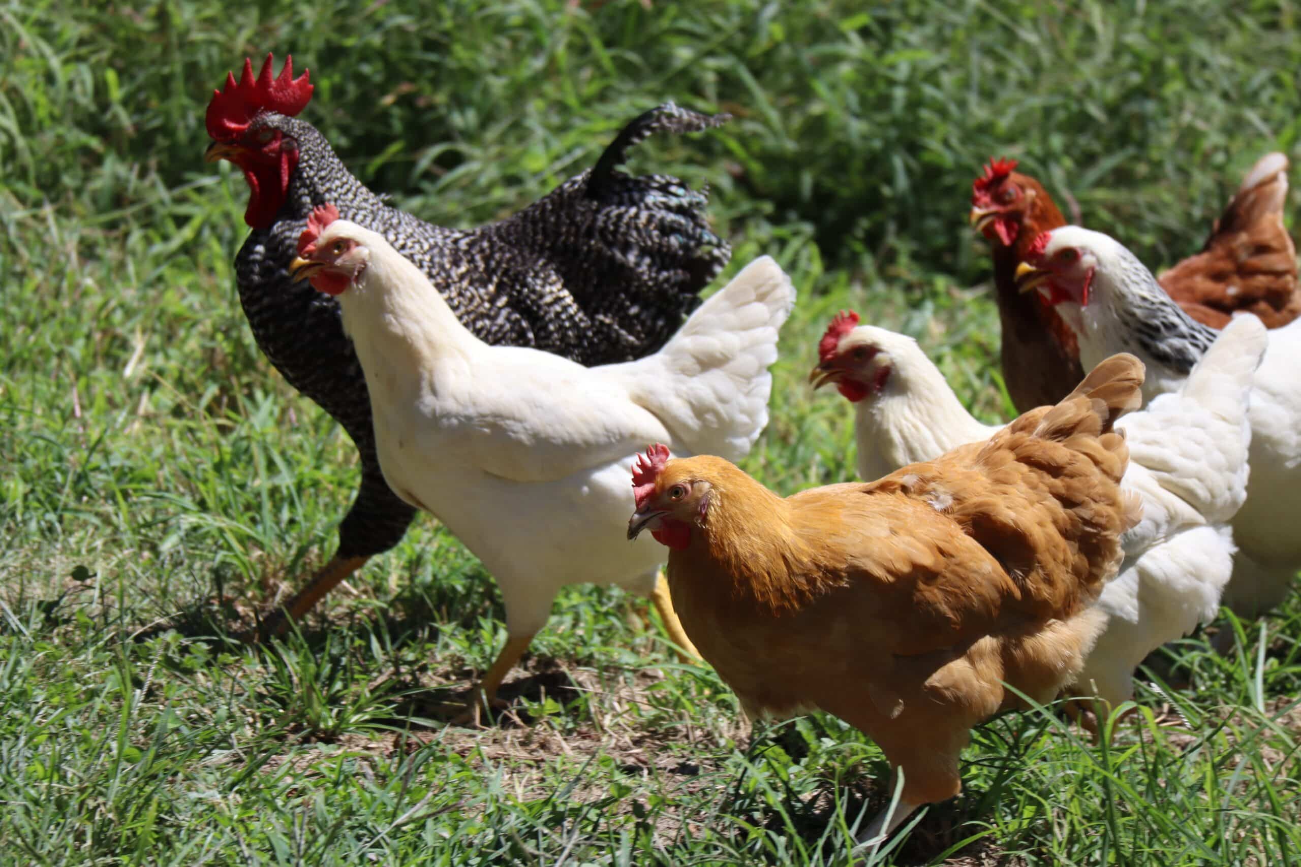 Des poules se dirigeant vers une mangeoire à poule anti nuisible