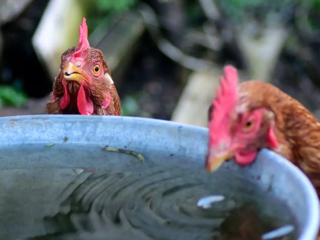 des poules avec un abreuvoir