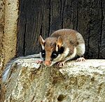 Un rat fruitier