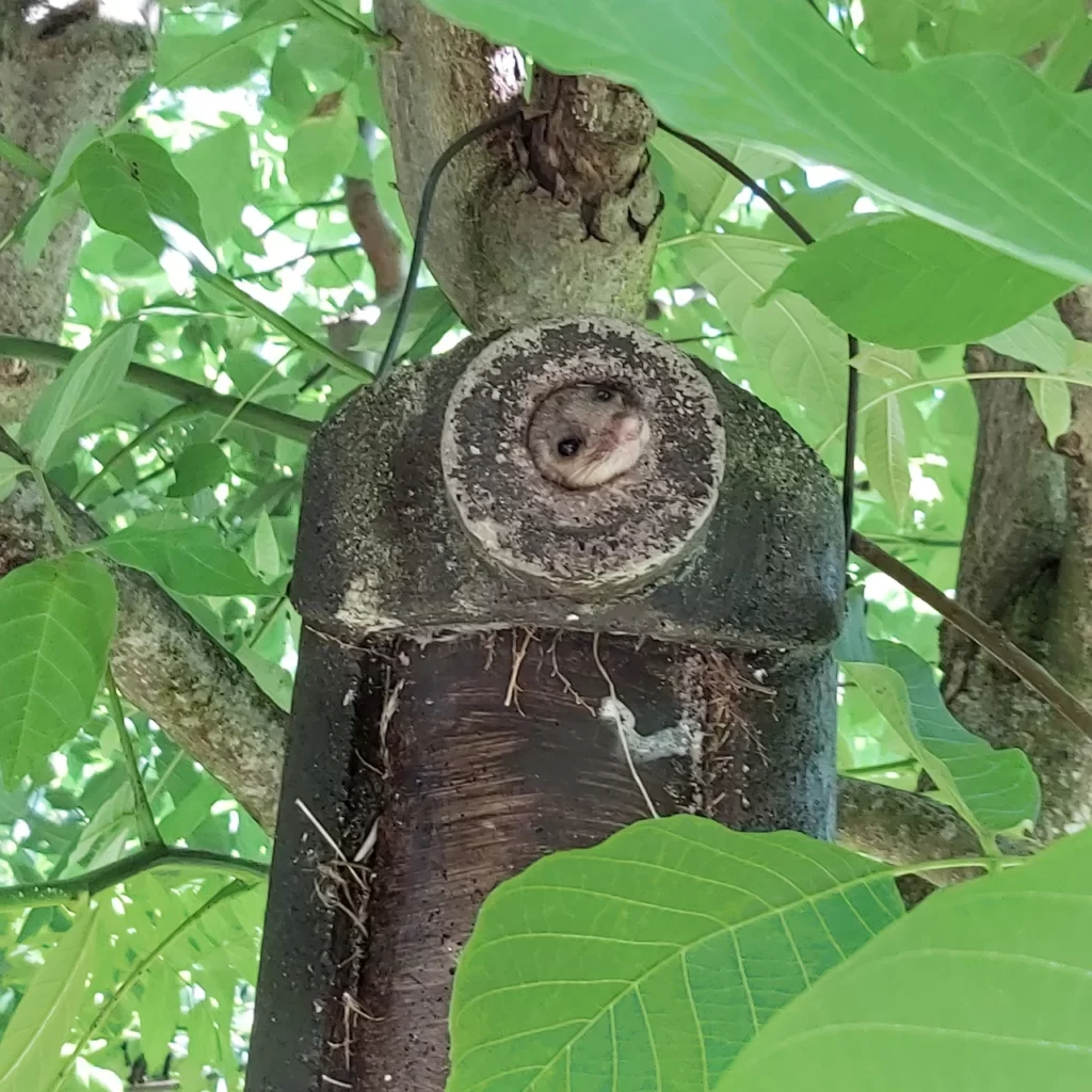 un lérot dans un trou d'arbre