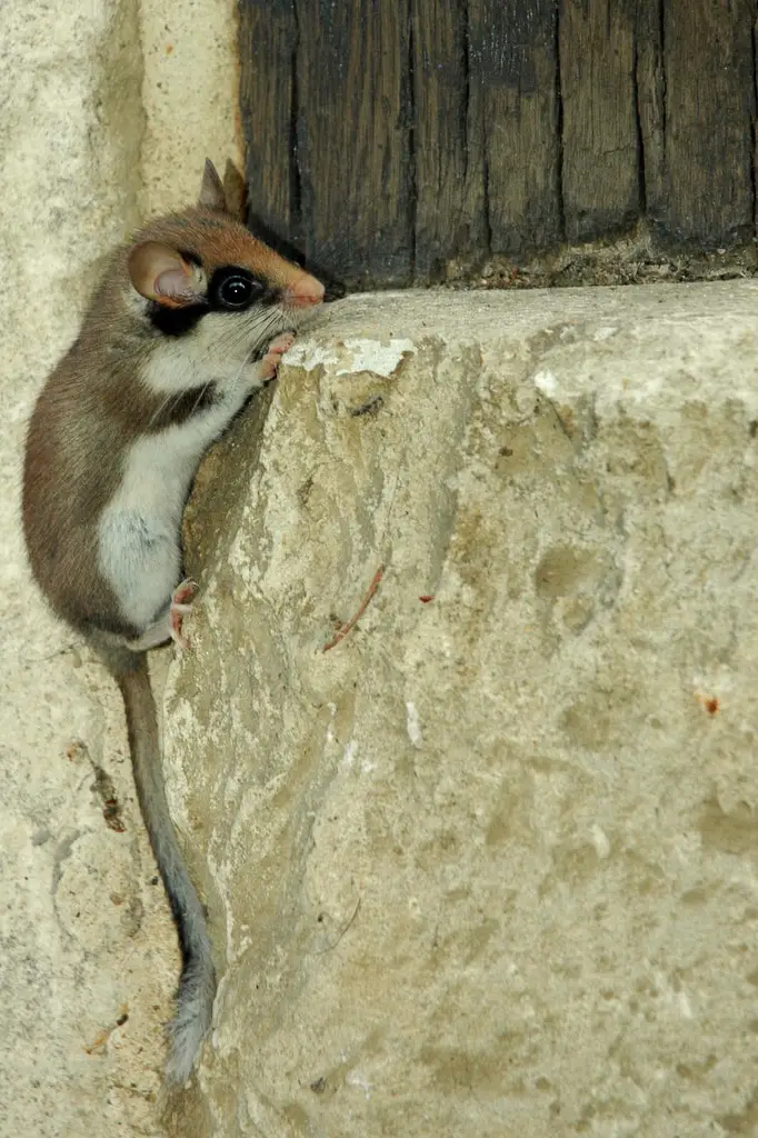 un rat fruitier grimpant sur un mur
