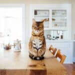Comment faire un parcours mural pour chat ?