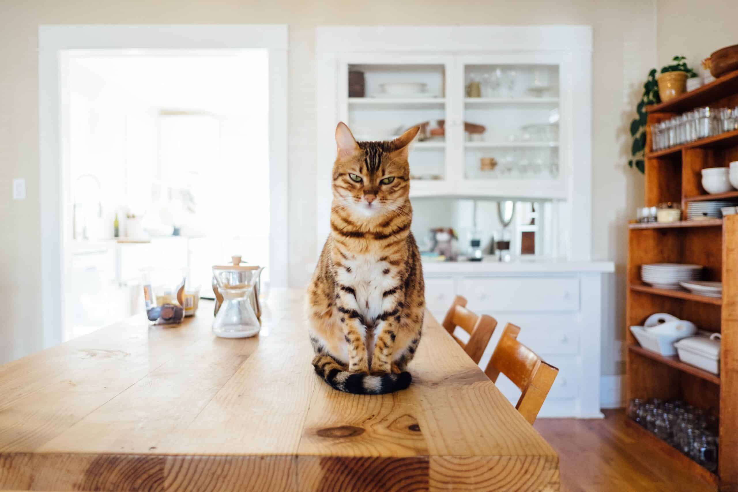 Comment faire un parcours mural pour chat ?