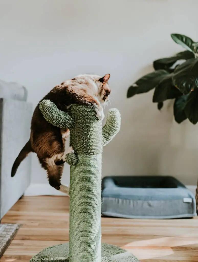 Un rang de poteaux en sisal pour chat