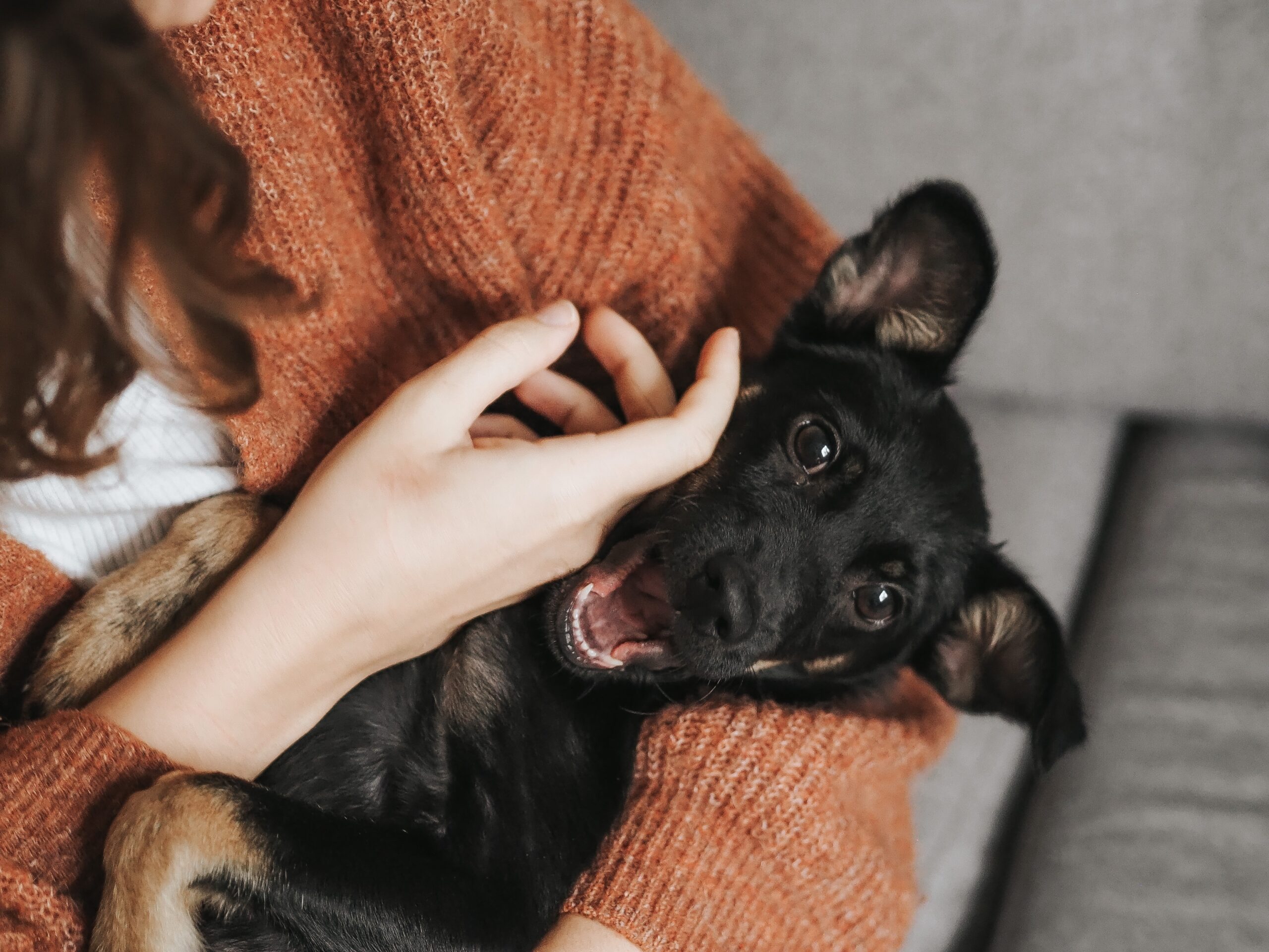 Que faire pour s’amuser avec son chien ?