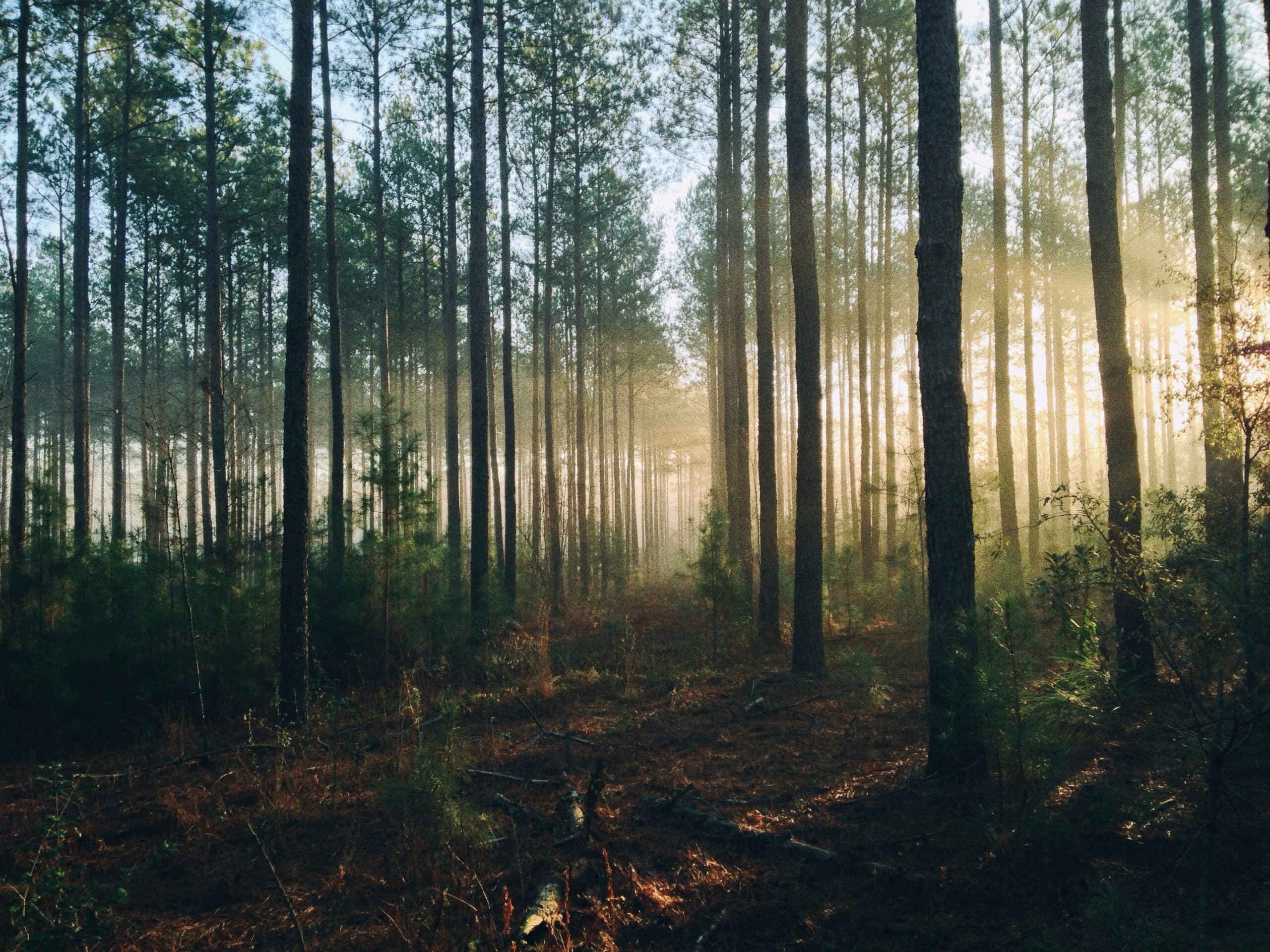 une forêt comestible ou forêt nourricière, organisé en strates