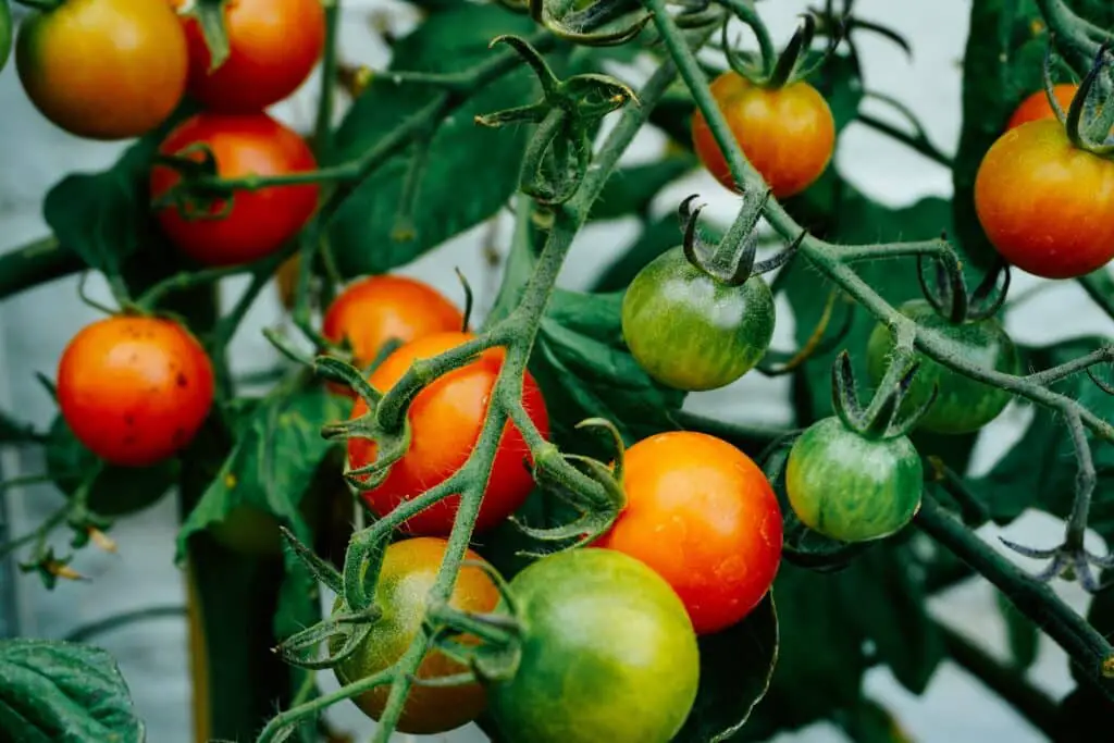 Des tomates