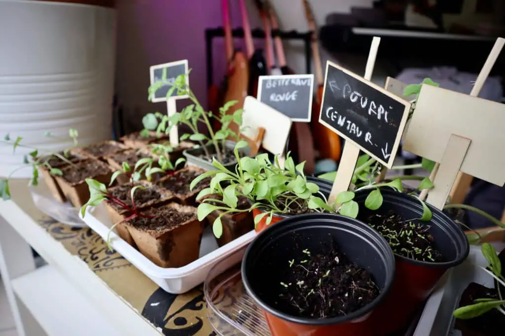 Astuce pour planter vos légumes sur un balcon