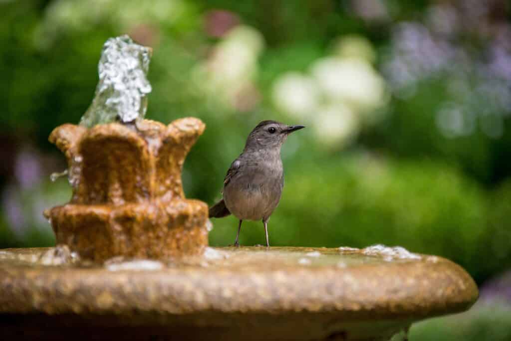 Une fontaine extérieure servant d'abreuvoir à oiseaux