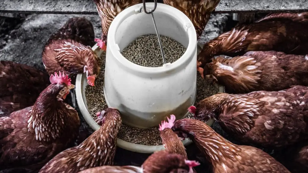 La mangeoire et l'abreuvoir à poules