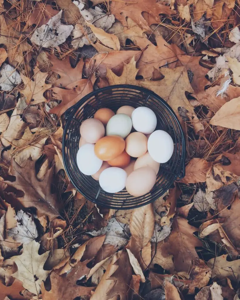 Pourquoi vouloir élever des poules chez soi ?