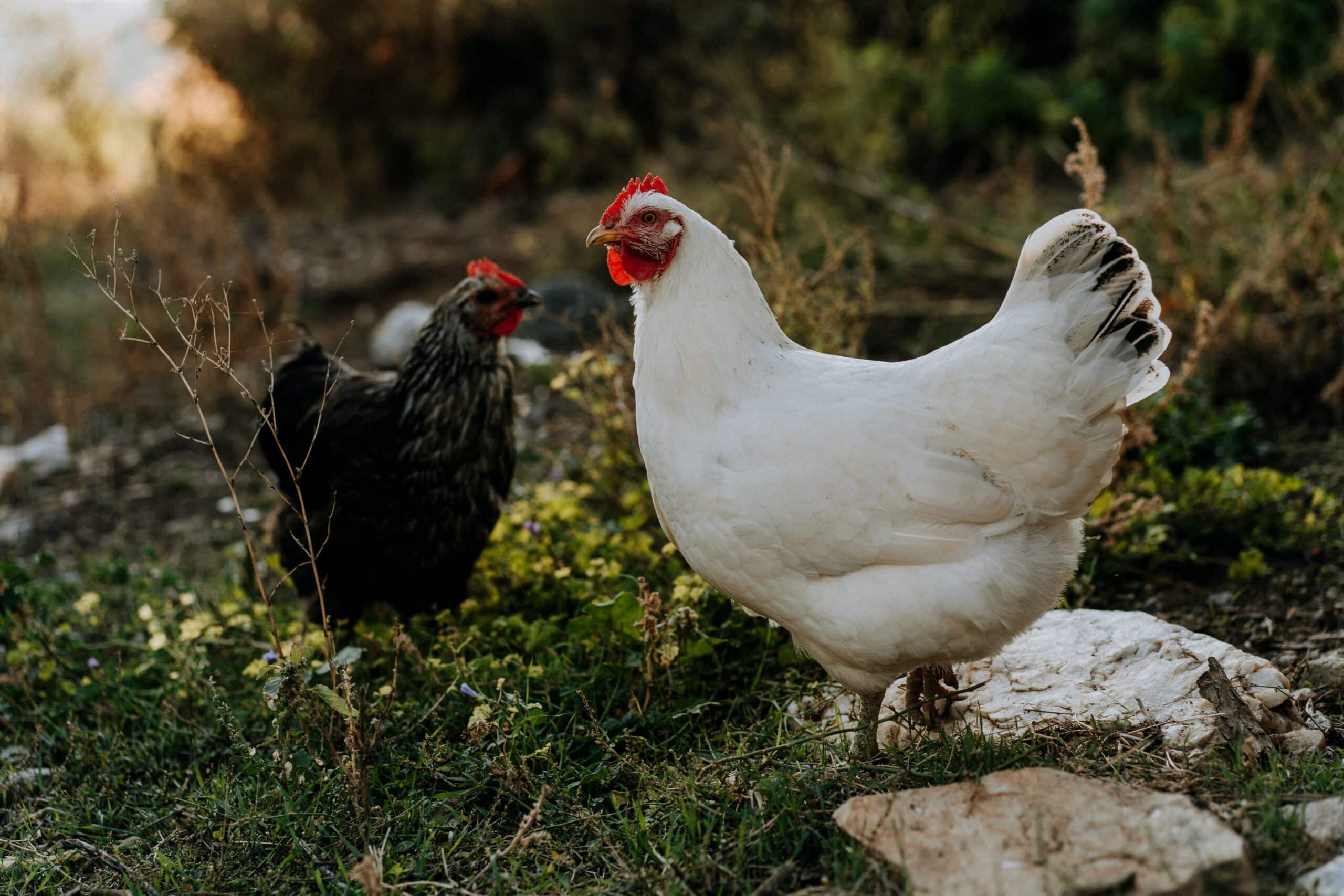 L'élevage des poules à la maison