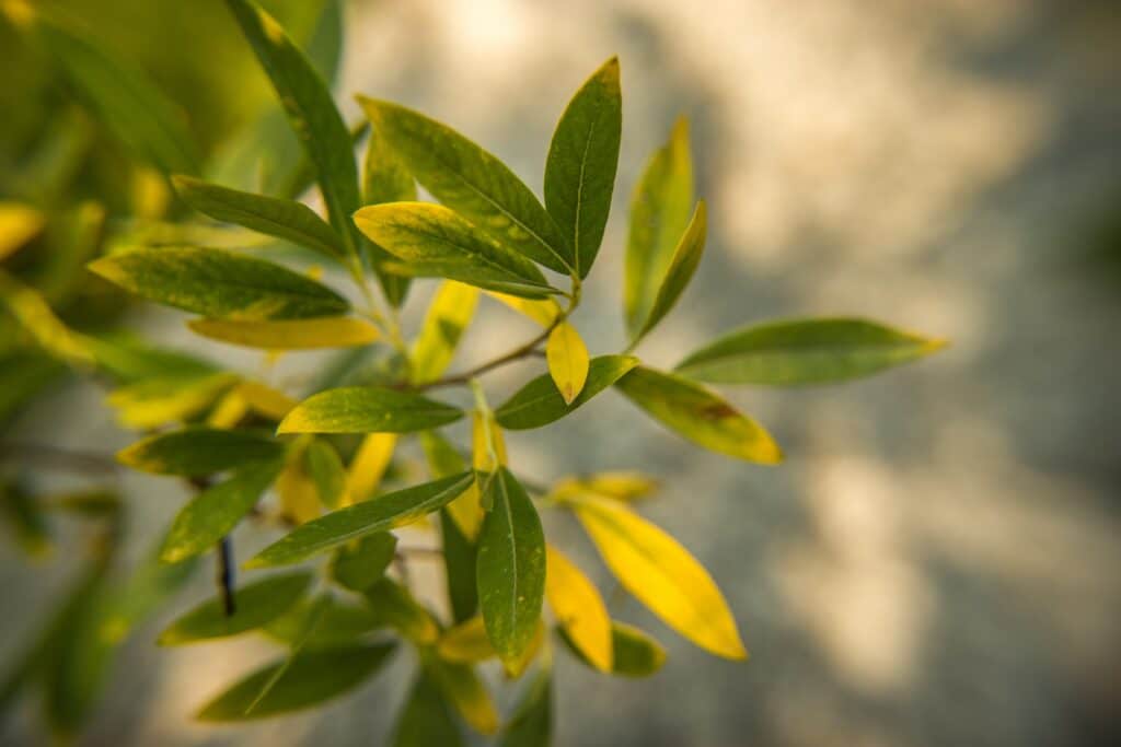 Les causes qui provoquent le jaunissement des feuilles