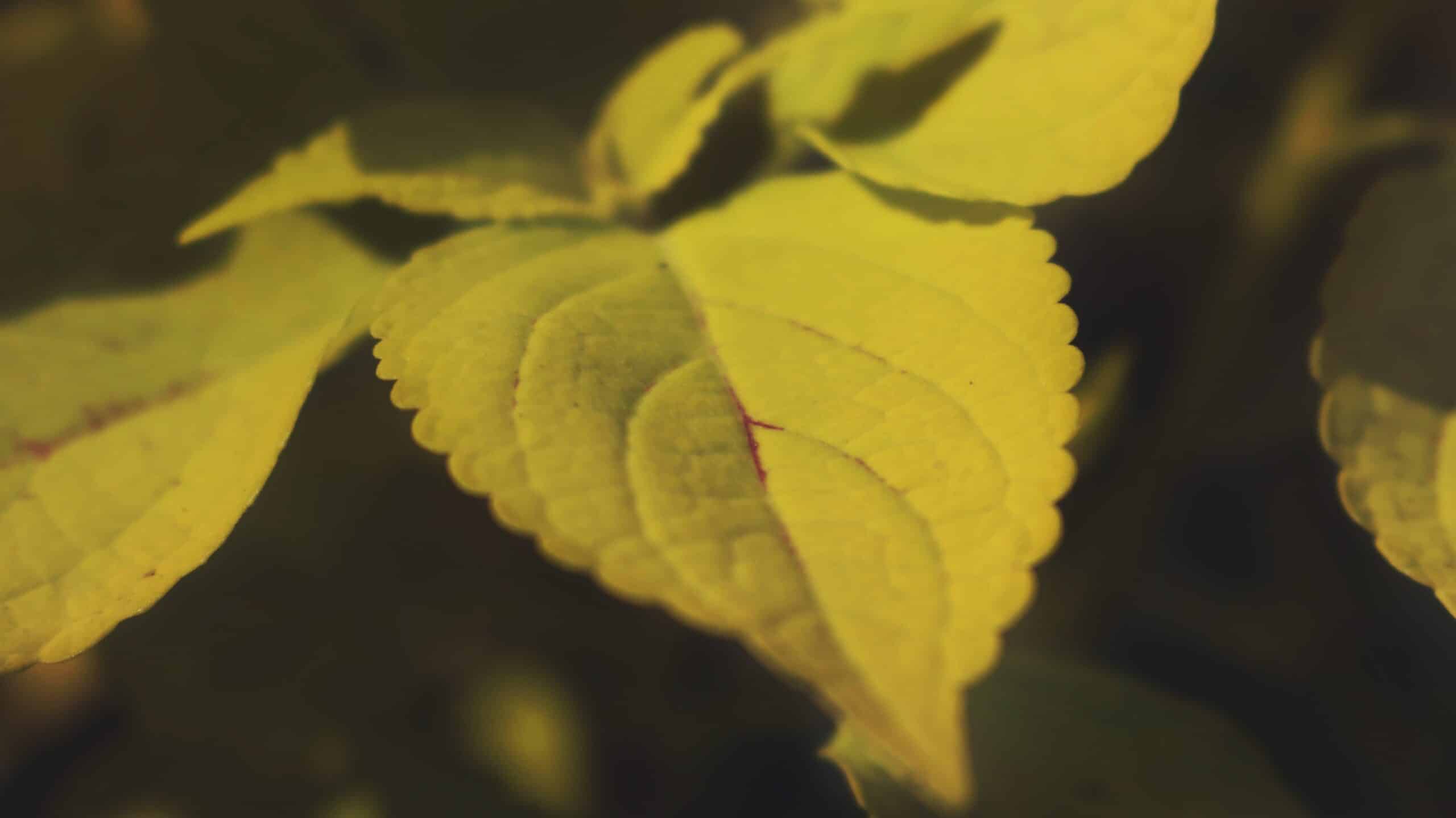 Comment lutter contre le jaunissement des feuilles dans le potager ?