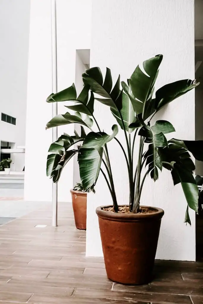 Réussir ses plantes en pots : les étapes à suivre