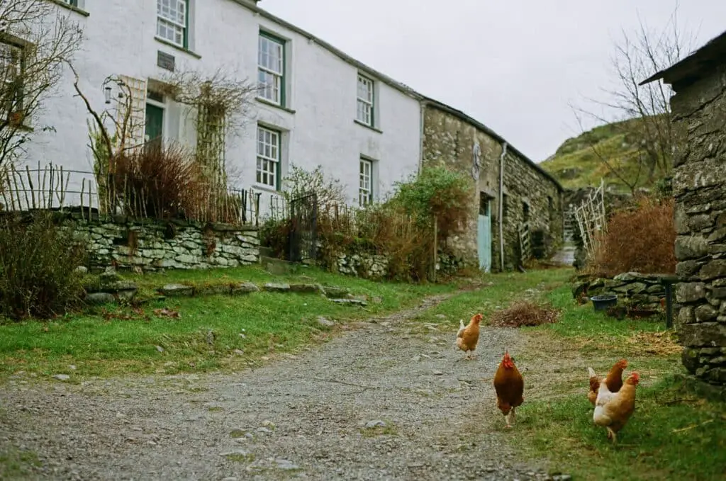 Le parcours extérieur libre pour poules