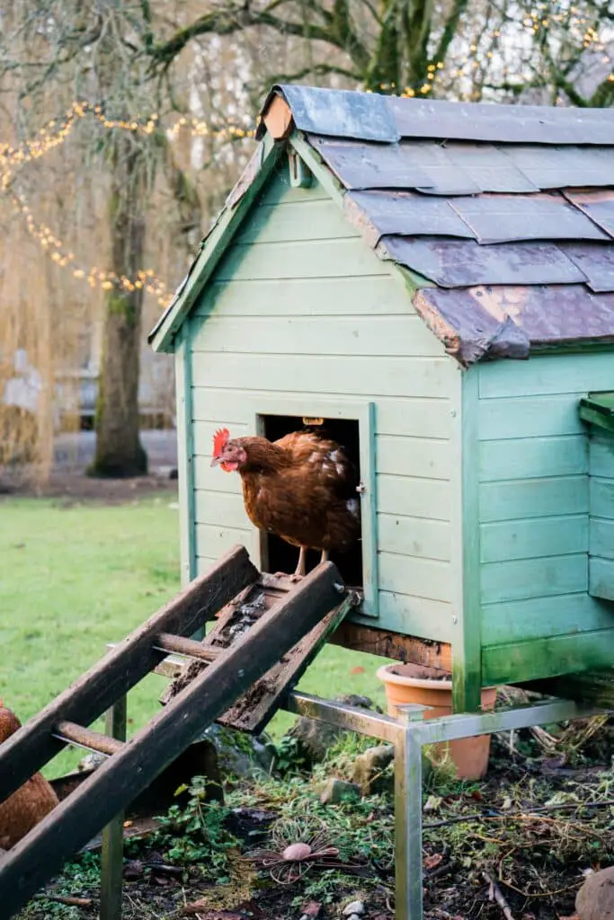 Un poulailler maison