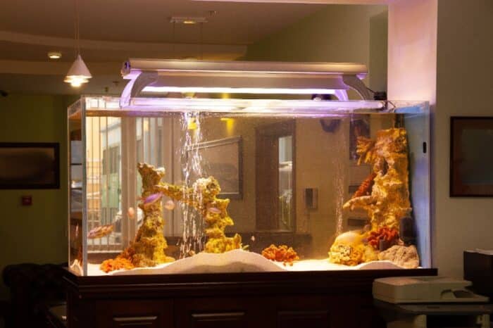 Disposer les objets d’ornements dans son aquarium