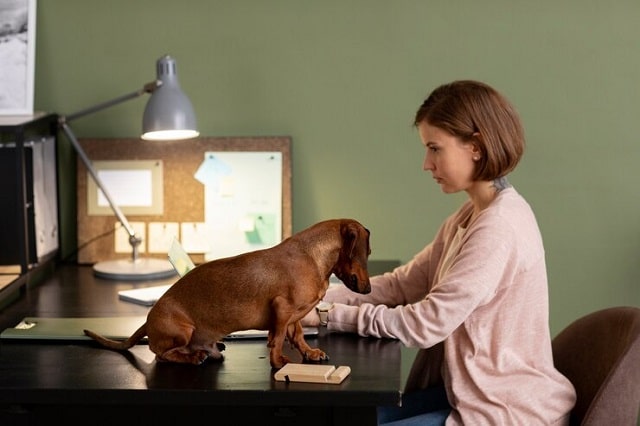 Femme avec son chien de compagnie