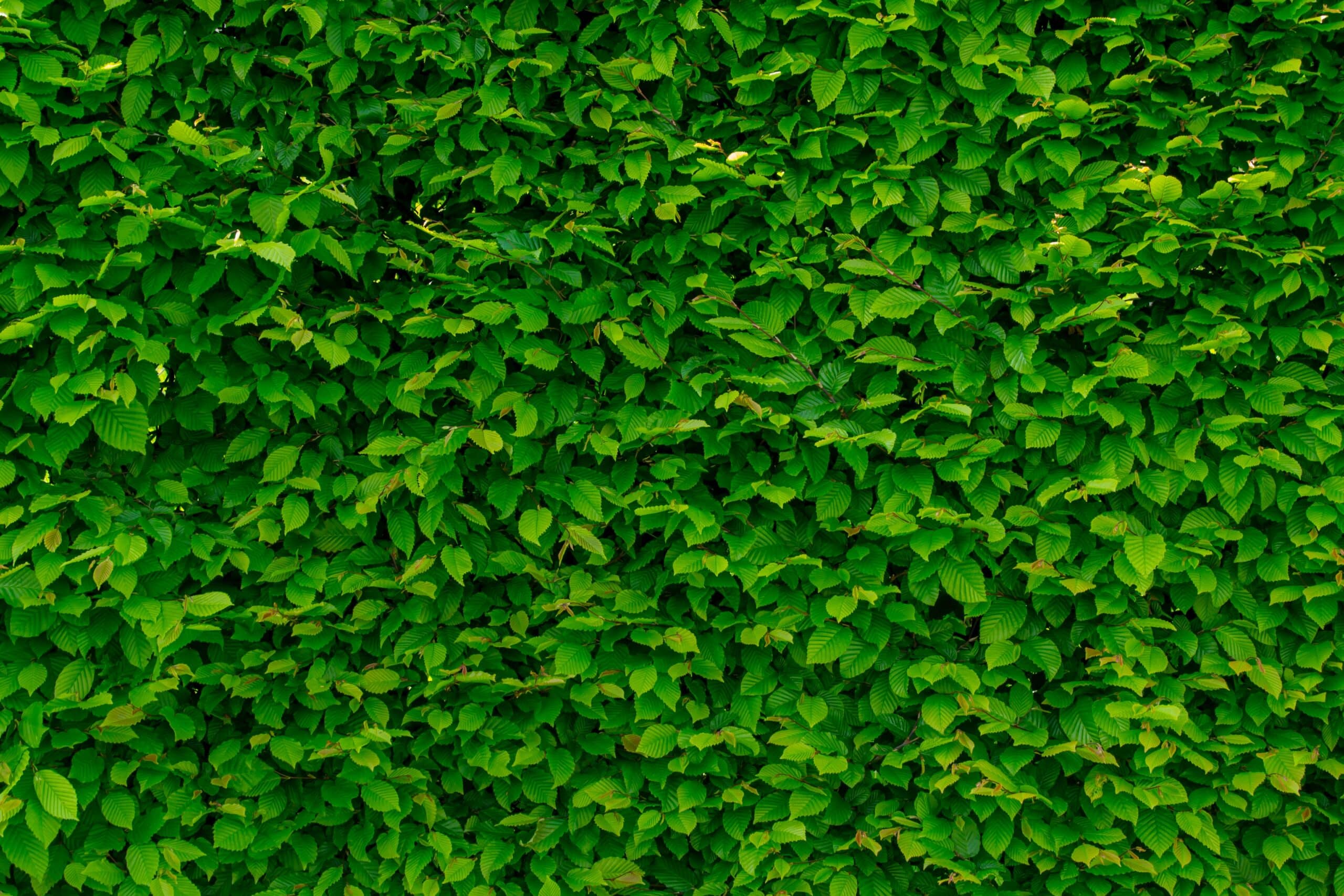 Le mur en gabion végétal