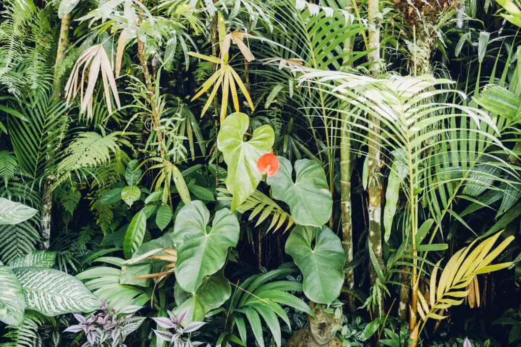 Quelles plantes choisir pour une terrasse foisonnante ?