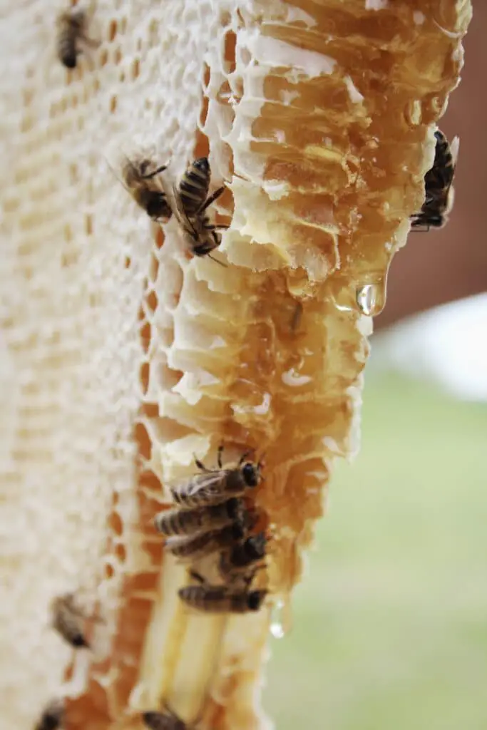 Les origines et le processus de fabrication du miel de fleurs