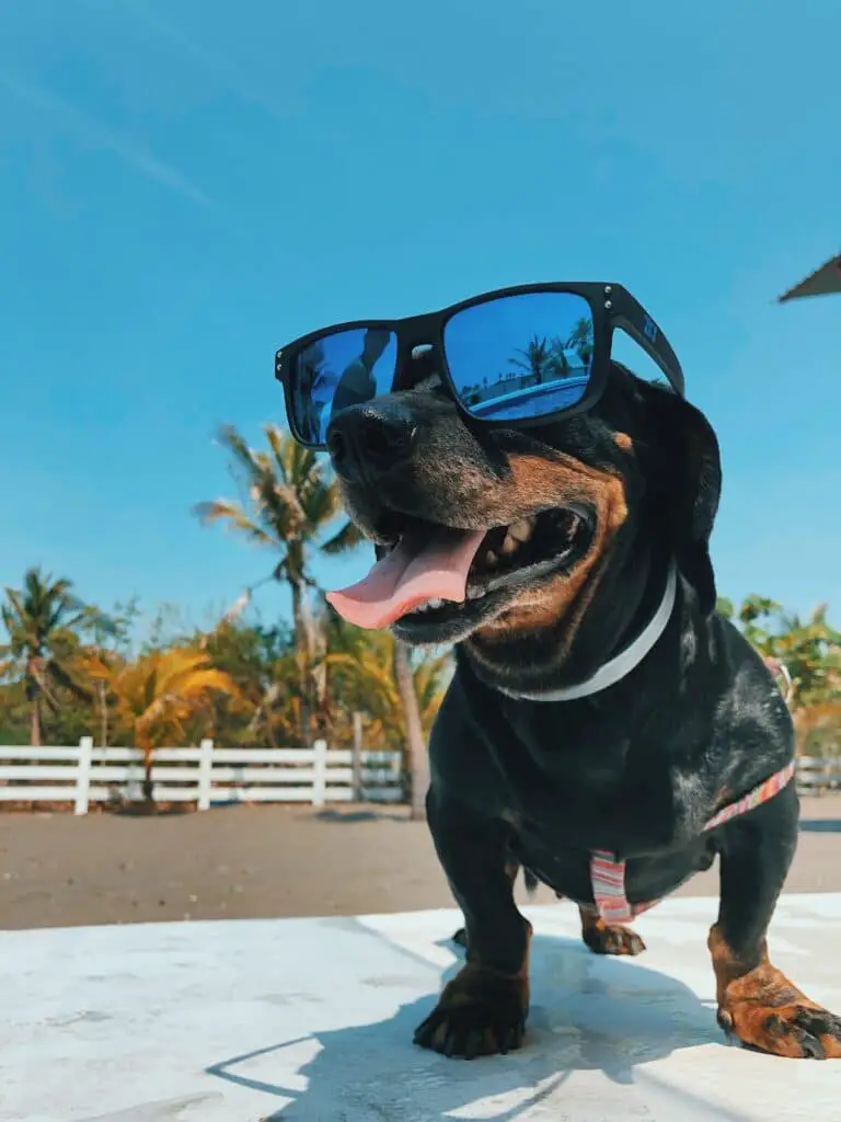 Comment pratiquer le shiatsu pour chien à la maison