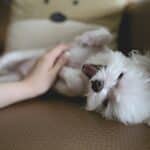 Shiatsu pour chien : Soulagez votre compagnon à quatre pattes avec cette thérapie énergétique ancienne