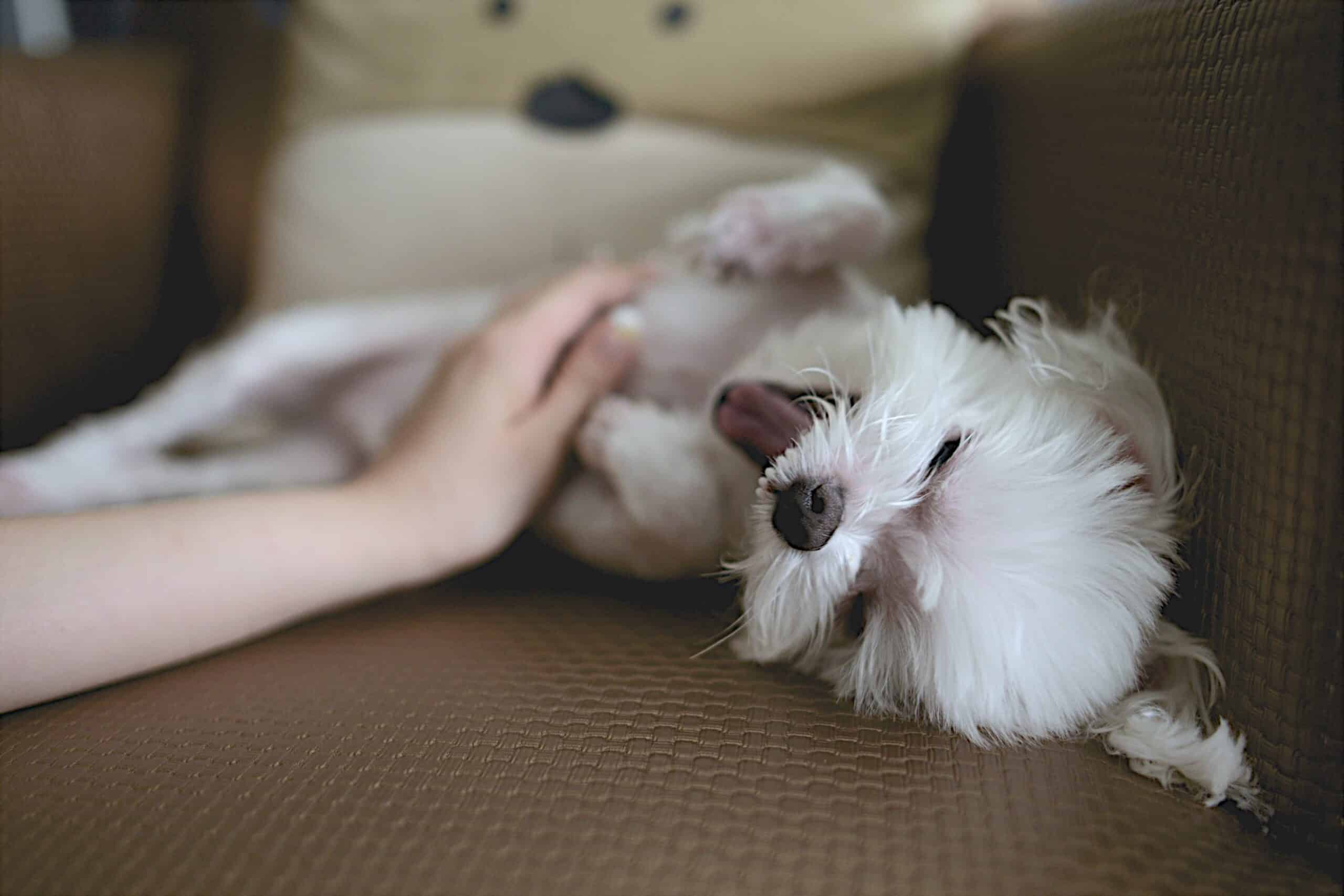 Shiatsu pour chien : Soulagez votre compagnon à quatre pattes avec cette thérapie énergétique ancienne