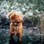 Collier pour chien personnalisé : Un accessoire unique pour votre fidèle compagnon