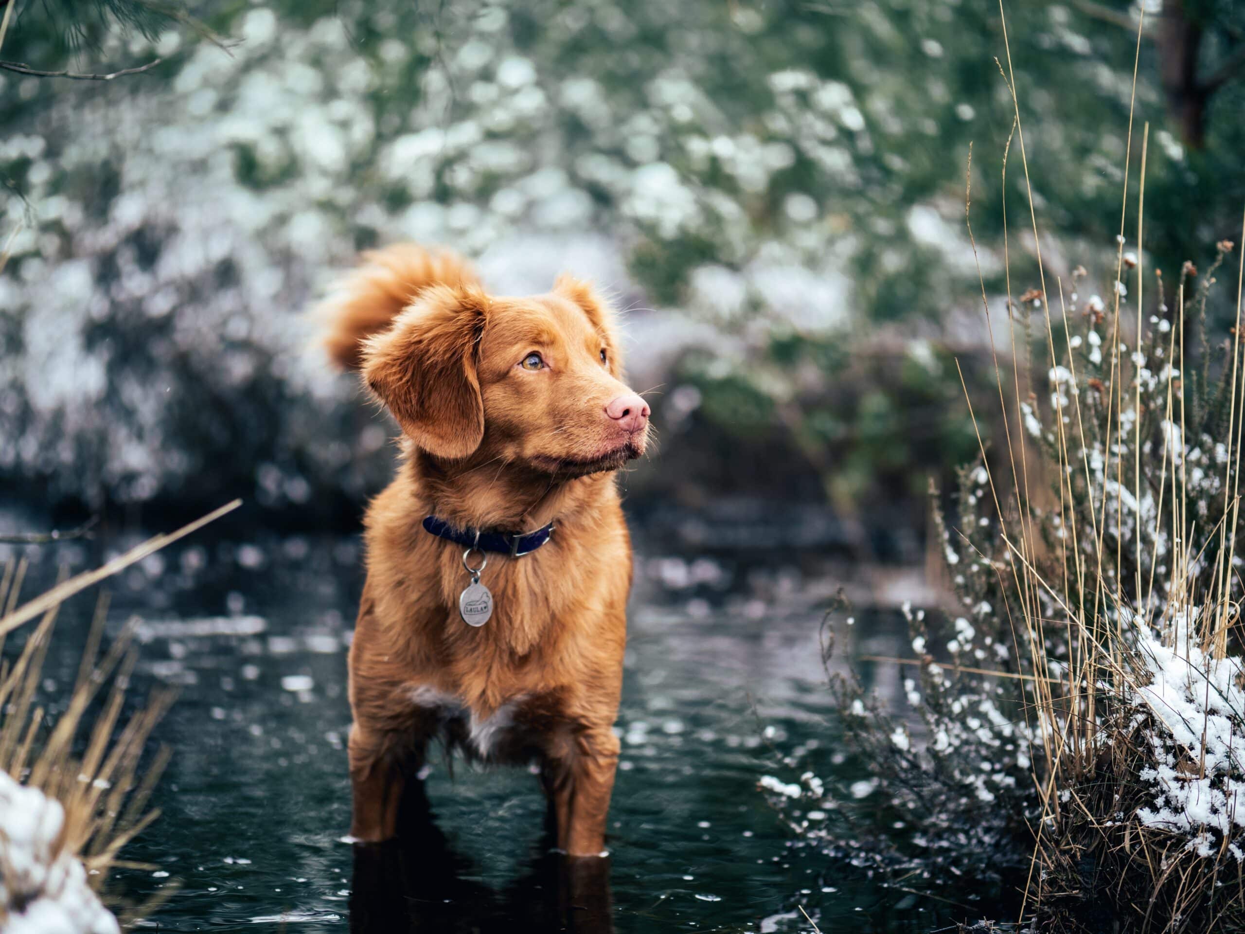 Collier pour chien personnalisé : Un accessoire unique pour votre fidèle compagnon