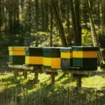 Ruche Dadant: Un choix polyvalent pour les apiculteurs passionnés