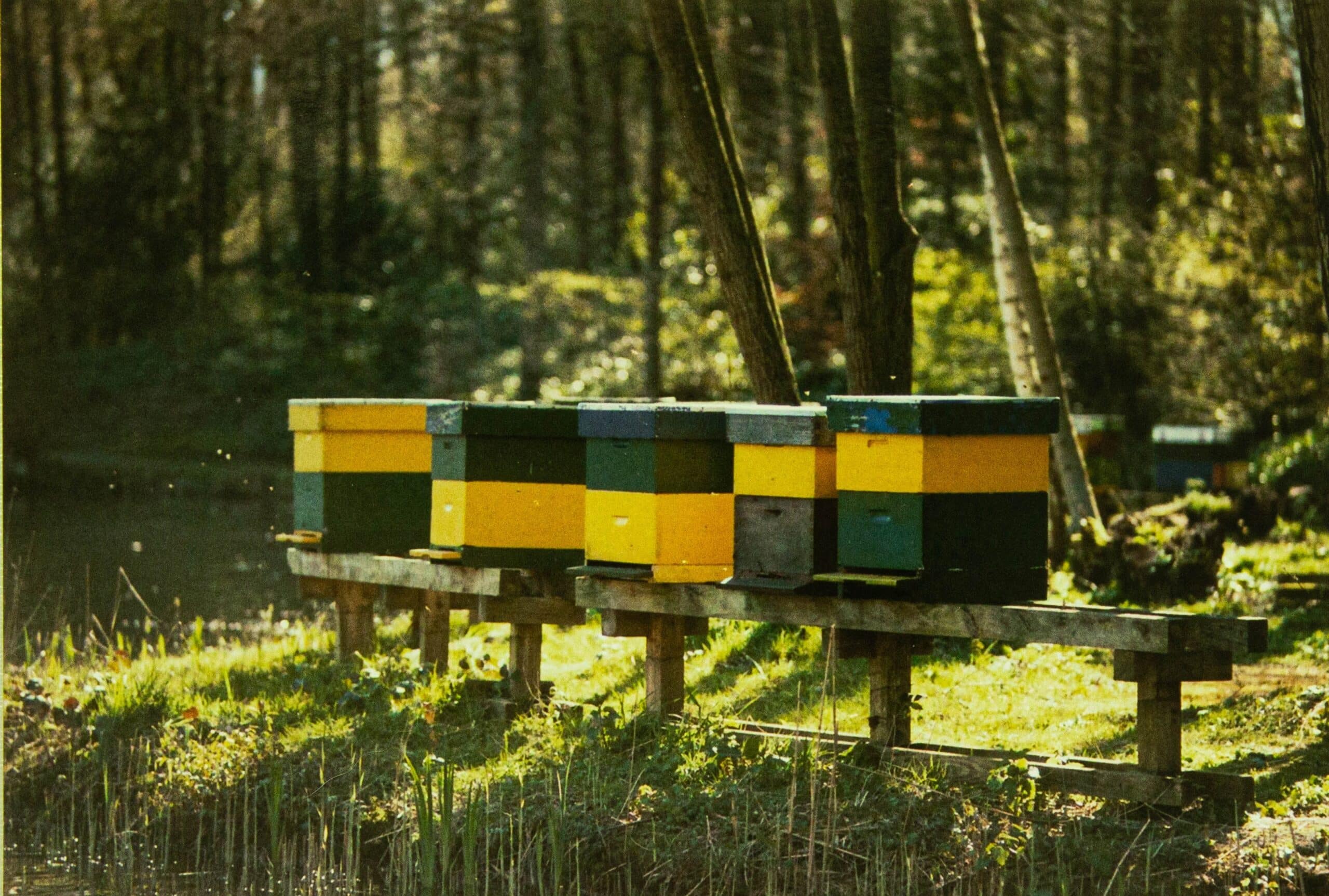 Ruche Dadant: Un choix polyvalent pour les apiculteurs passionnés