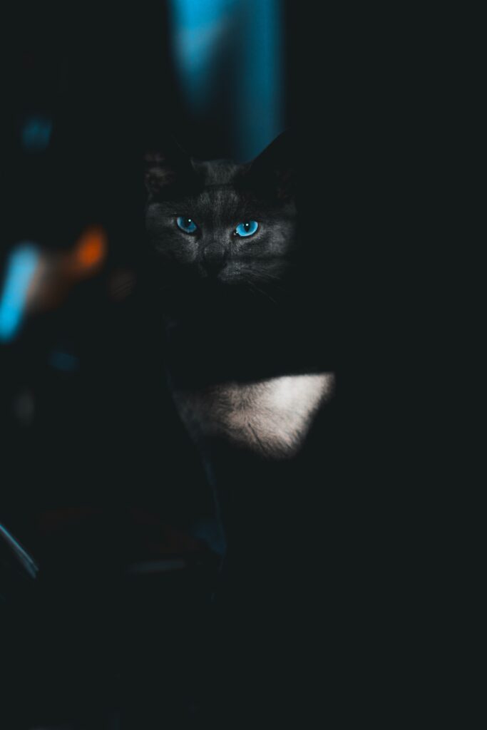 L'élégance du chat de Bengal noir