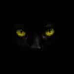 Découvrez la beauté mystérieuse du chat Bengal noir