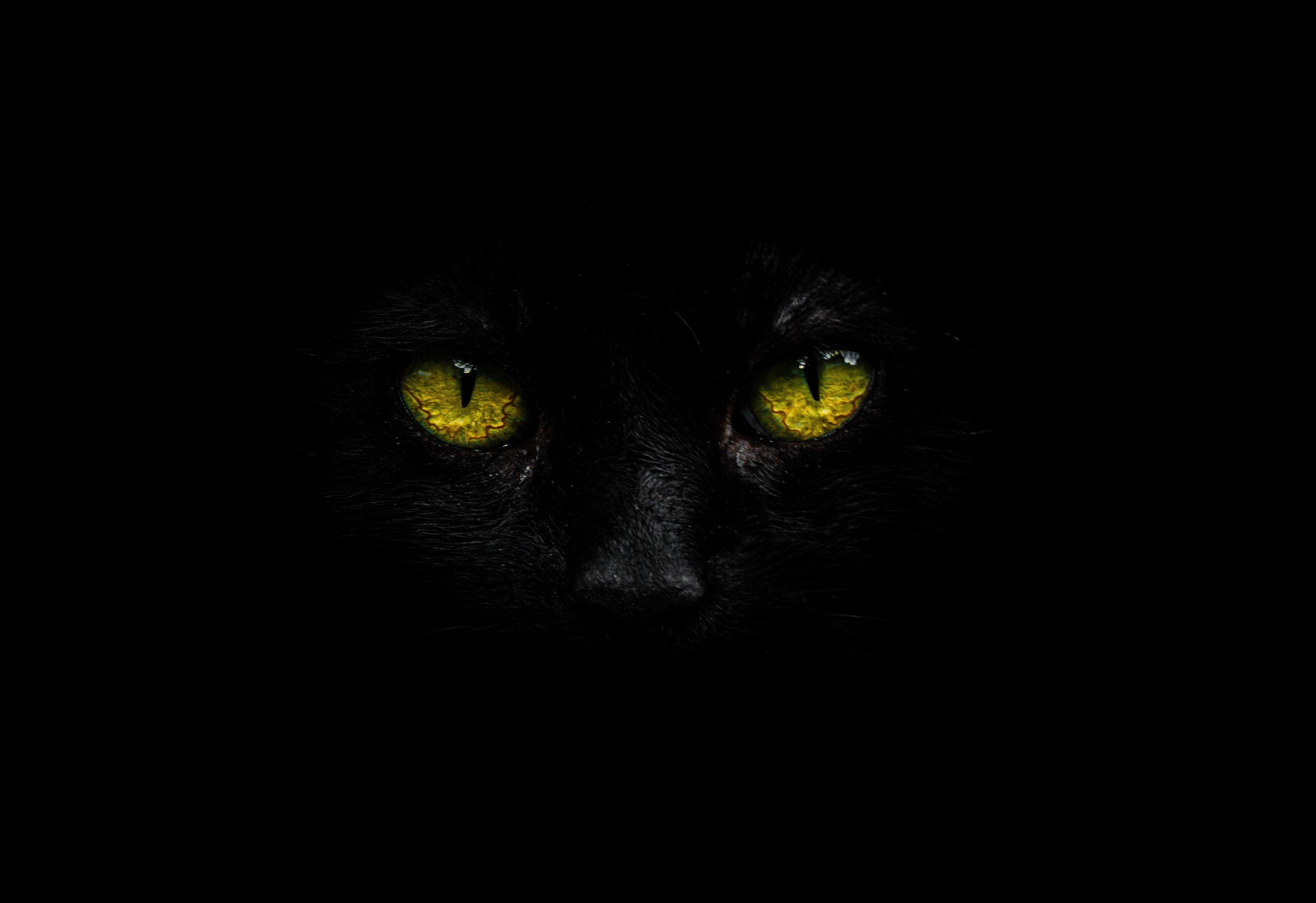 Découvrez la beauté mystérieuse du chat Bengal noir Maison & Jardin