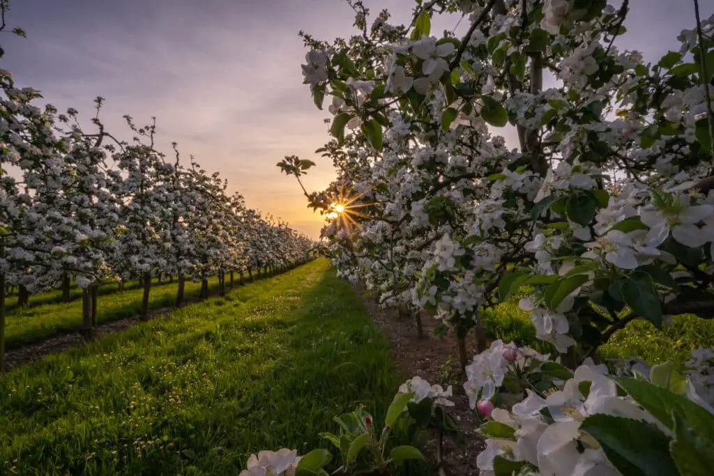 Une Saison pour Chaque Saveur de fruits du verger