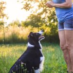 Un chien bien élevé, c'est un chiot éduqué !