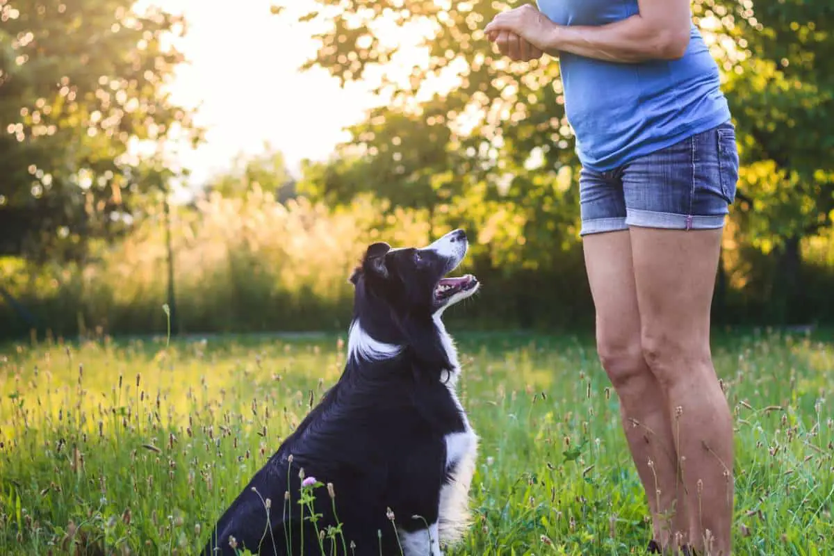 Un chien bien élevé, c'est un chiot éduqué !